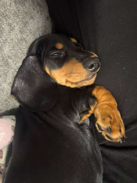 Щенята стандартной таксы в Москве фото 10