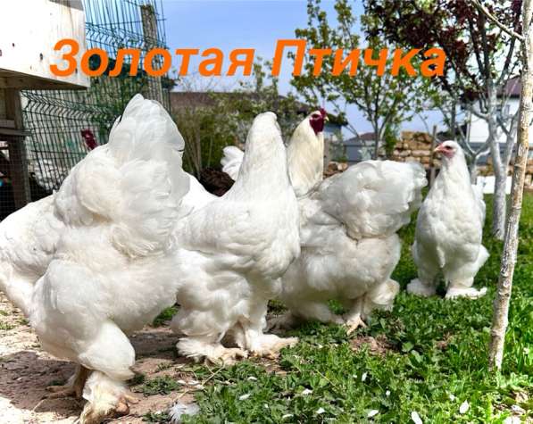 Брама Белая