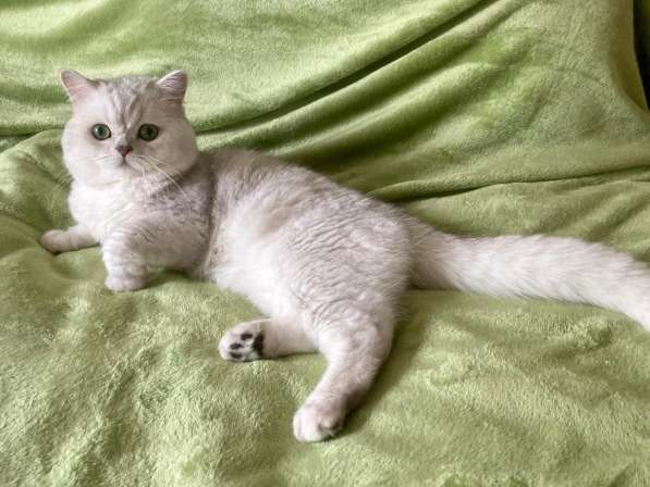 Шотландский кот на вязку