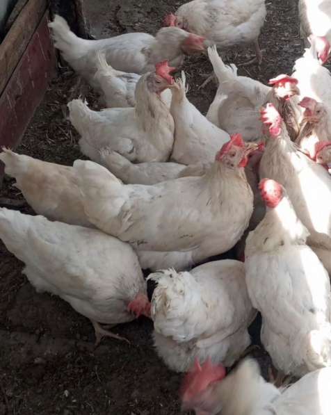 Куры несушки хорошей яйценоскости в Славянске-на-Кубани