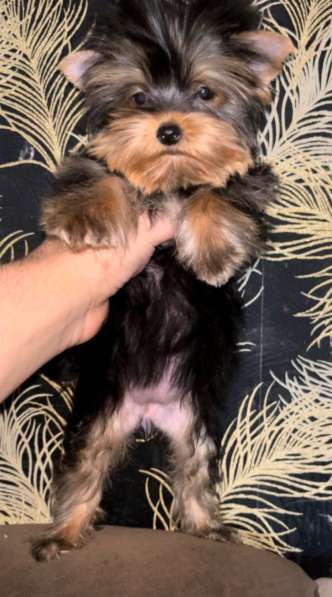 Yorkshire terrier. Micro girl в 