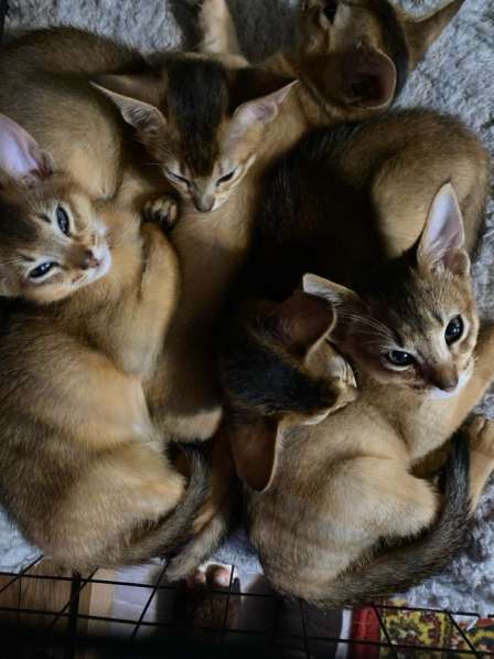 Абиссинские котята