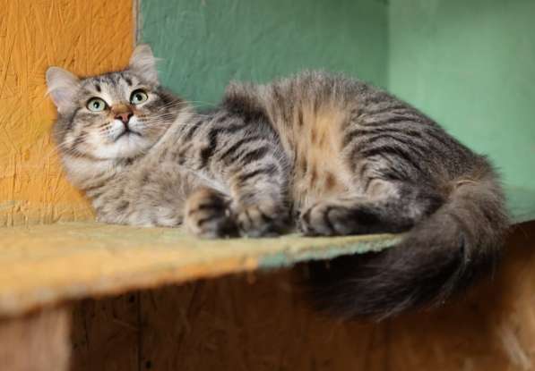 Пушистый красавиц кот Степан в добрые руки в Москве фото 4