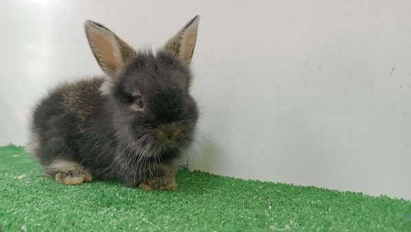 Декоративные кролики