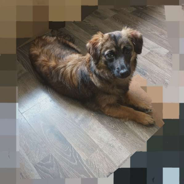 Маленькая диванная собачка, 5 кг в Санкт-Петербурге