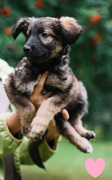 Отдам щенка в добрые руки