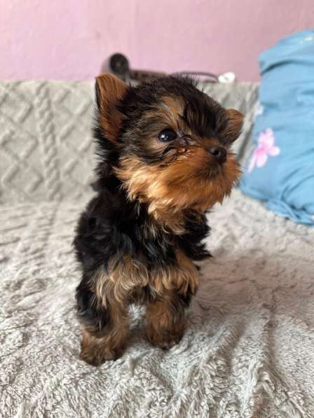 Йоркширский терьер