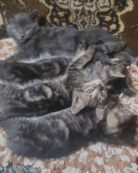 Отдам котят в добрые руки в фото 3