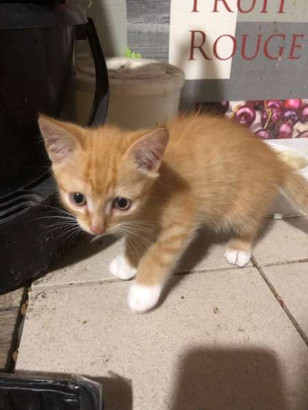 Отдадим котят в добрые руки в Бийске