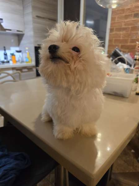 Продаются щенки мальтези 2х месячные в фото 3