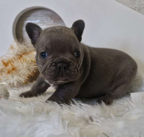 Французский бульдог в голубом окрасе