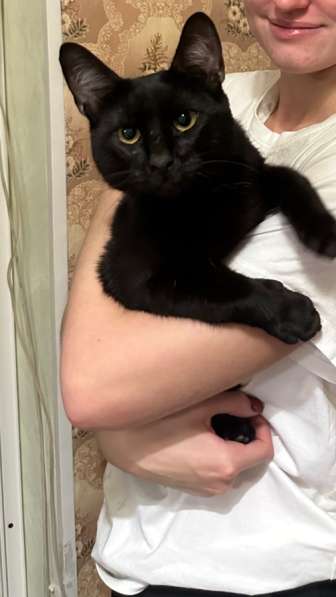 Отдам молодую кошку в добрые руки в Москве фото 4