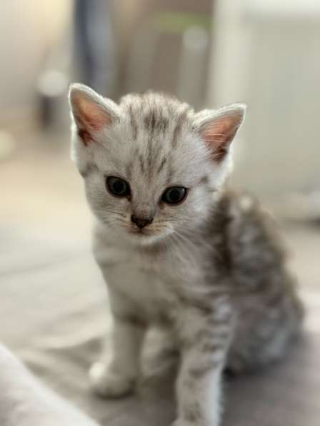 Продам шотландского прямоухого котенка мальчика