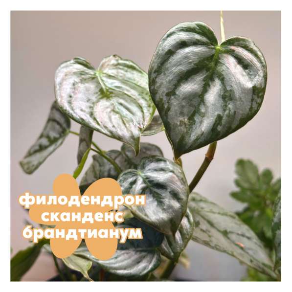 Филодендрон сканденс в Батайске
