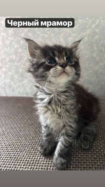 Продам котят мейн-кунов в Хабаровске фото 4