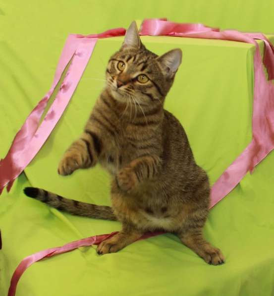 Кошка в добрые руки. Сима - шпротинка в Москве