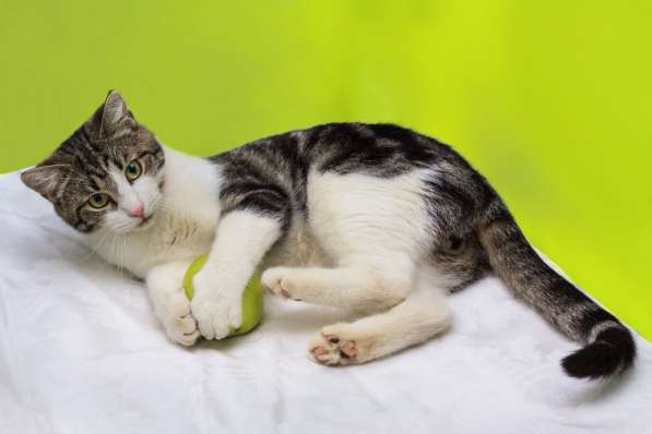 Котенок в добрые руки. Тошка-добрая душа в Москве фото 12