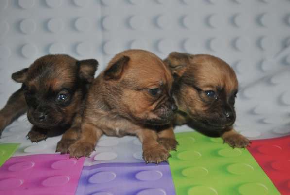 Той-терьера щенки в Москве