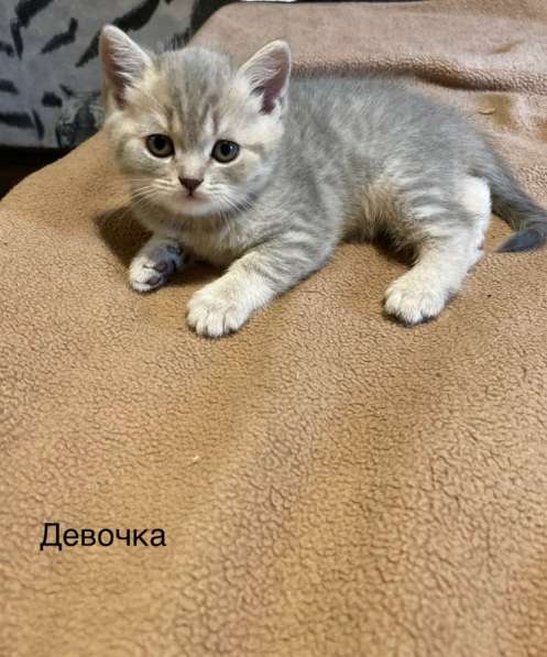 Шотландские котята в Новокузнецке фото 9