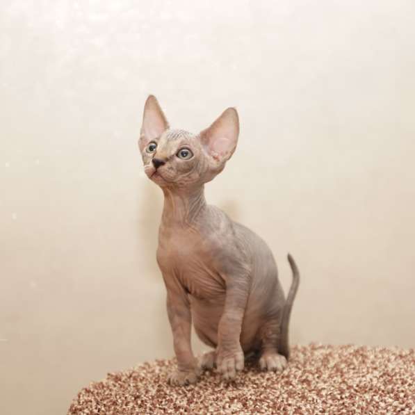 Котята канадского сфинксв в Москве фото 14