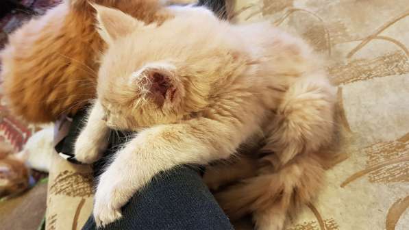 Продаётся красная девочка мейн-кун в Санкт-Петербурге фото 41