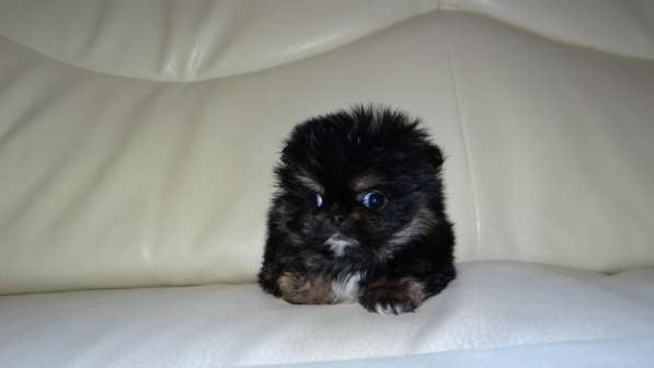 Мини-мишка девочка померанского шпица. Крошечная в фото 31