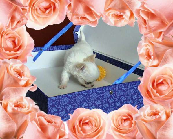 Мини девочка чихуахуа РКФ в Челябинске фото 12