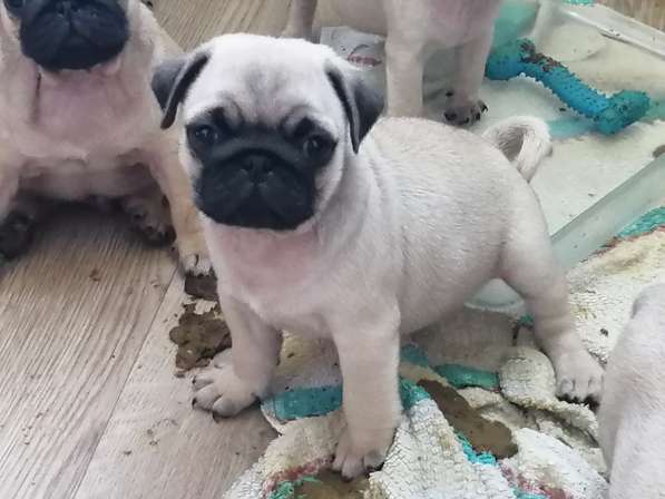 Щенки породы мопс в Королёве фото 3