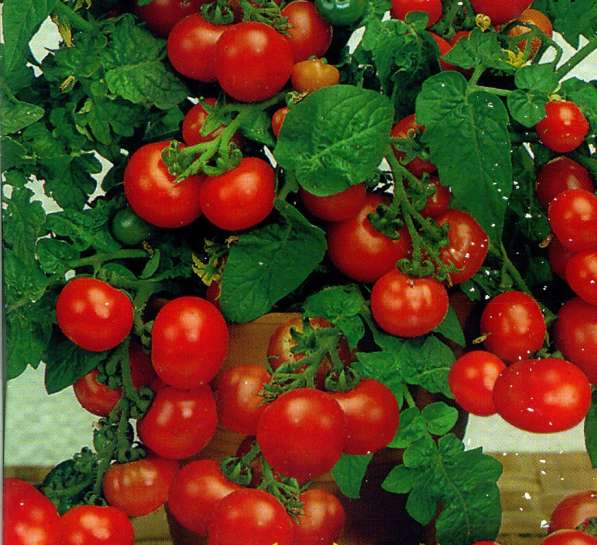 Рассада томатов, перца и огурцов в Петрозаводске