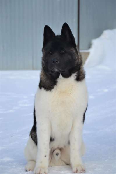 Акита в Ростове-на-Дону фото 10
