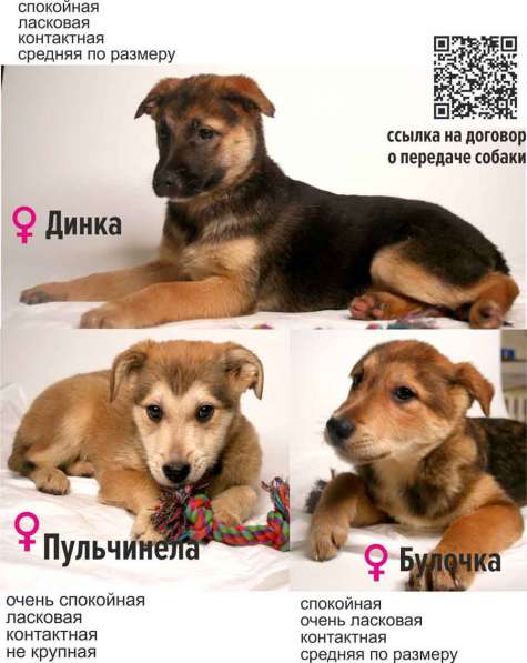 Малыши ищут семью: собачки в дар в Химках фото 5