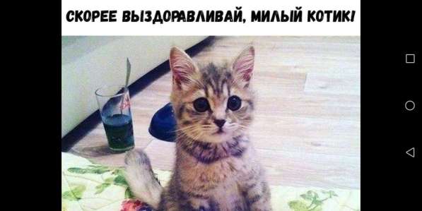 Кот