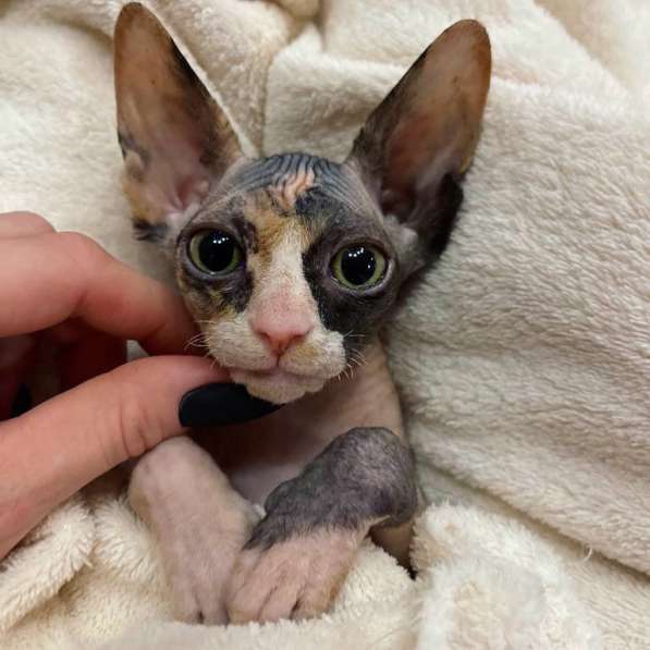 Sphynx Calico girl