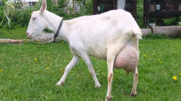 Чистопородные зааненские козлики в Голицыне фото 19