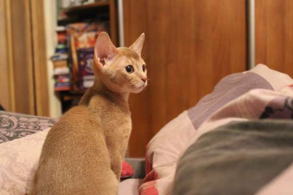 Котята в Костроме фото 7