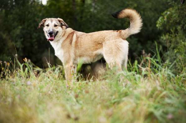 Филимон — дружелюбный пес в добрые руки! в Москве фото 4