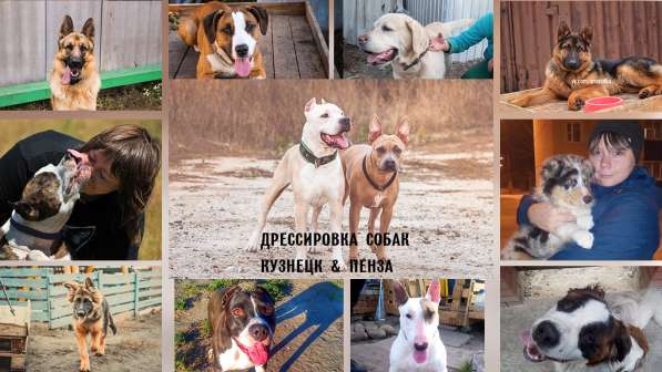Дрессировка собак в Пензе