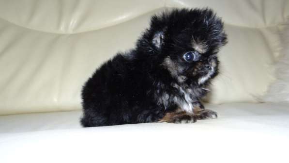 Мини-мишка девочка померанского шпица. Крошечная в фото 33