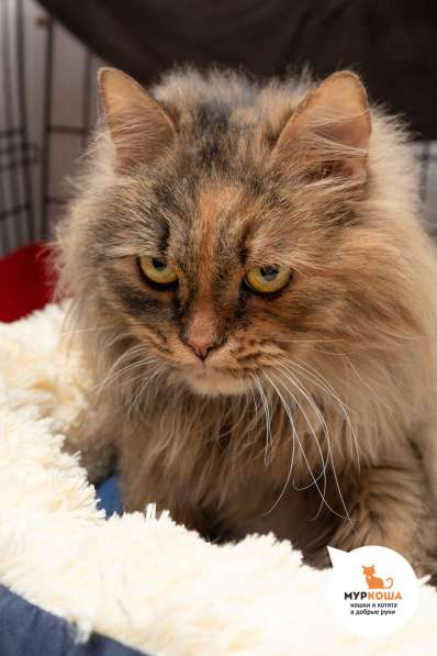 Кошка Анджелина