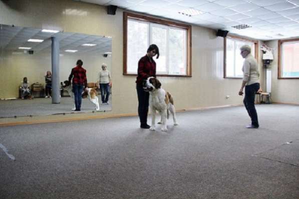 Дрессировка собак - шоу-тренинг и общий курс послушания в Новосибирске фото 6
