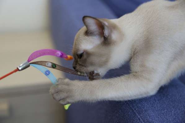 Котята традиционной американской бурмы в Москве фото 7