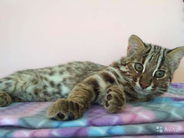 Азиатские котята северный подвид бенгалов в Москве фото 10