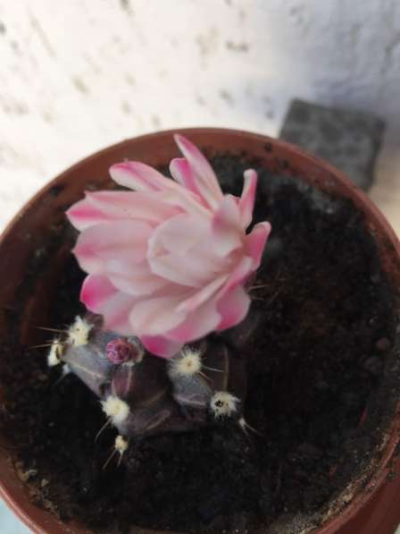 Радужный эхинокактус. Гимнокалициум Бальда в фото 4