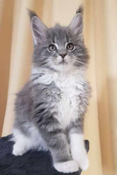 Котята мейн-кун в Ульяновске фото 7
