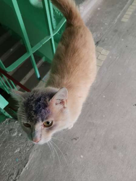 Найден красивый персиковый котик в Лыткарино фото 8