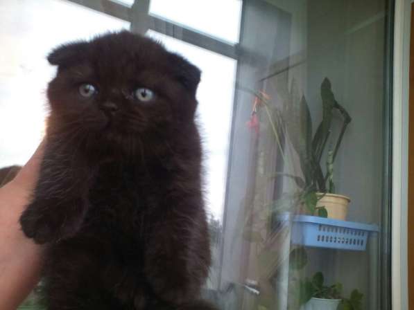 Кот на вязку 1500 котята от 2000 в Ярославле фото 7