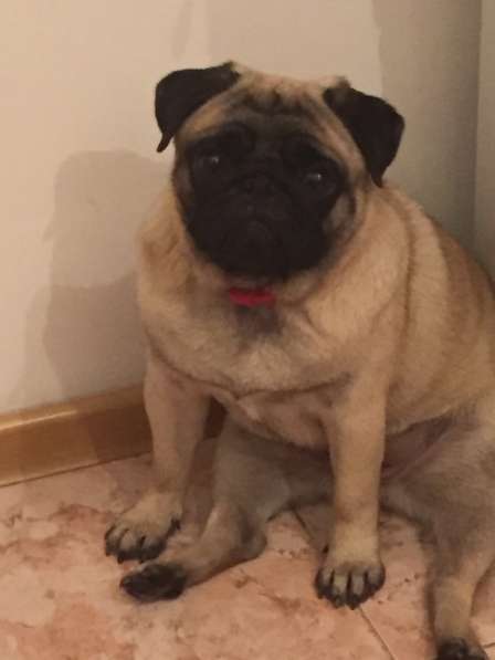 Щенки мопсы в Новокузнецке фото 17