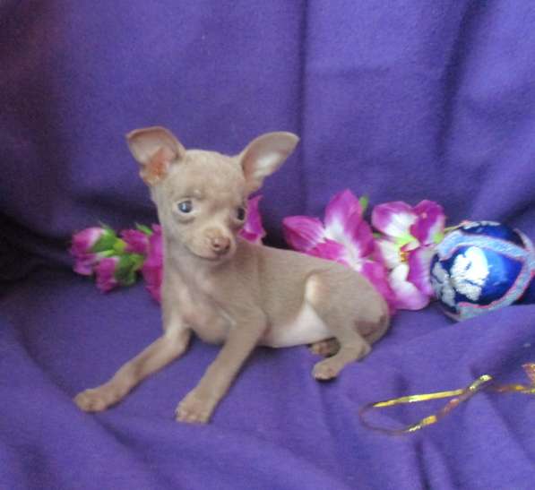 Реальные крошки в Волгограде фото 8