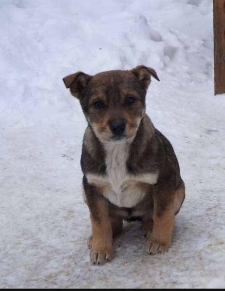 Я щенок и ищу дом! в Воскресенске фото 17