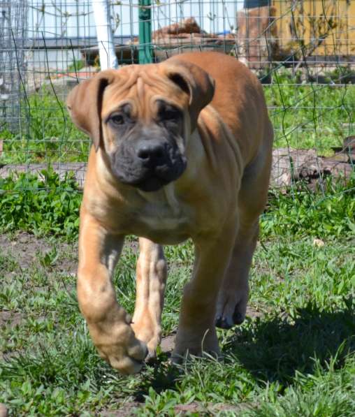 Щенки ЮА Бурбуля в Краснодаре фото 5